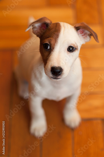 A Jack Russell Terrier puppy with a spot on its face