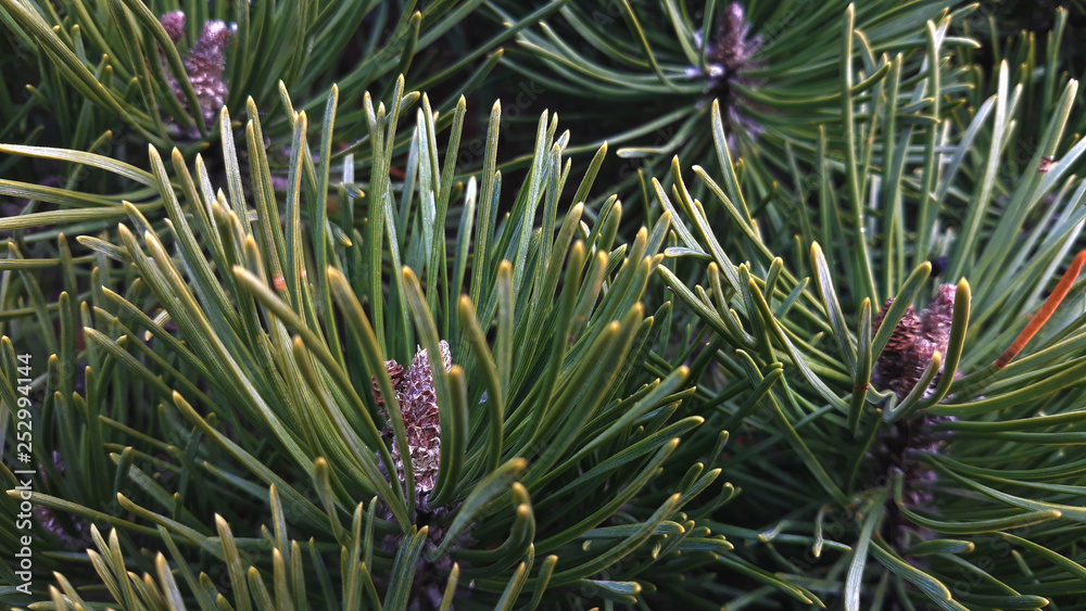 Fototapeta premium Pine tree branch with cones