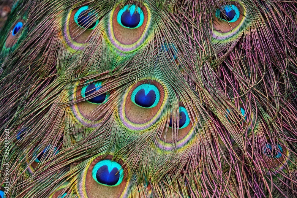 Fototapeta premium Peacock Feathers