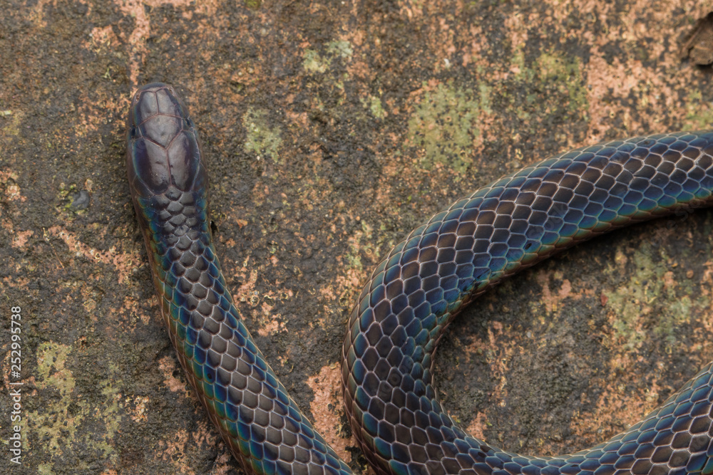 Obraz premium Detail Image of shiny Schmidt's Reed Snake from Borneo , Beautiful Snake