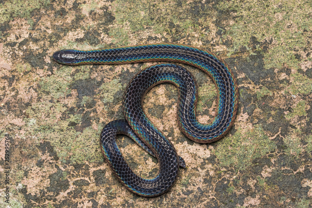 Obraz premium Detail Image of shiny Schmidt's Reed Snake from Borneo , Beautiful Snake