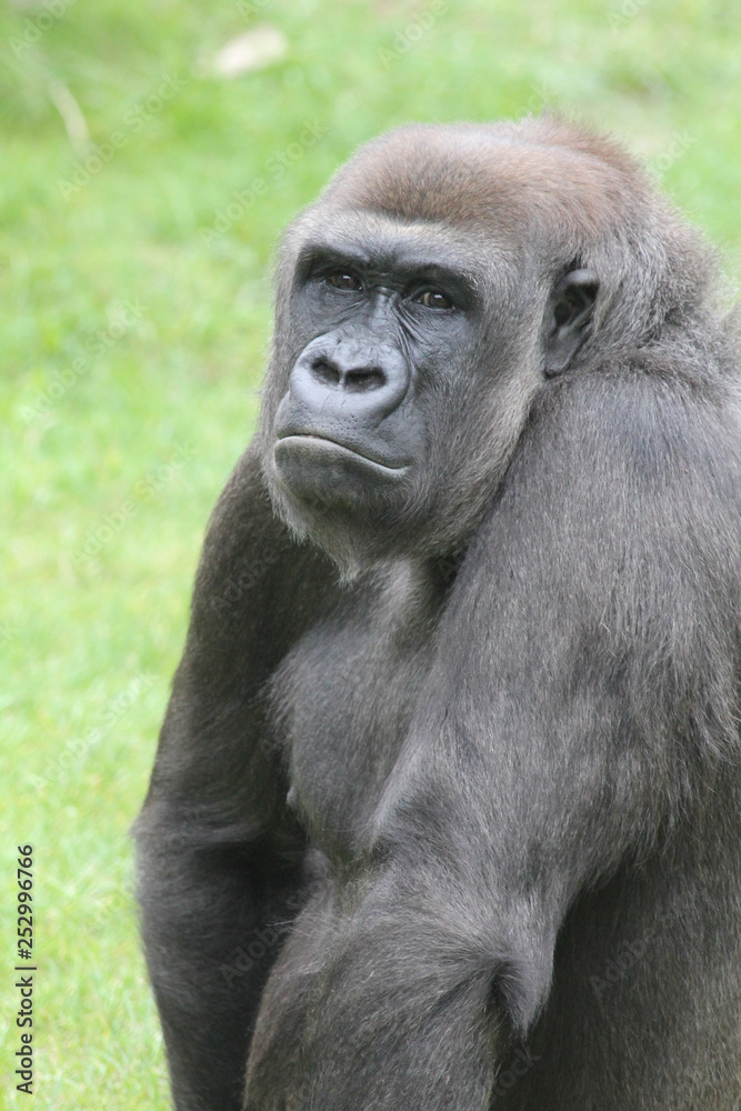 Gorilla