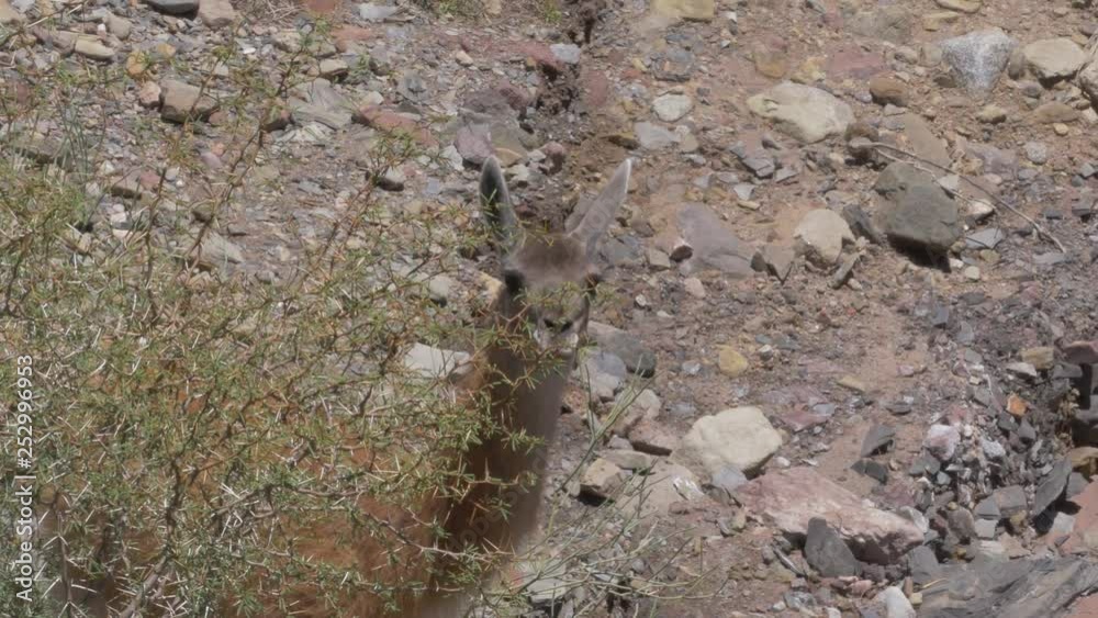 Argentinian Vicuñas Argentinian Vicuñas