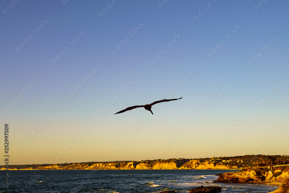 Fototapeta premium Birds during Winter in San Diego, California