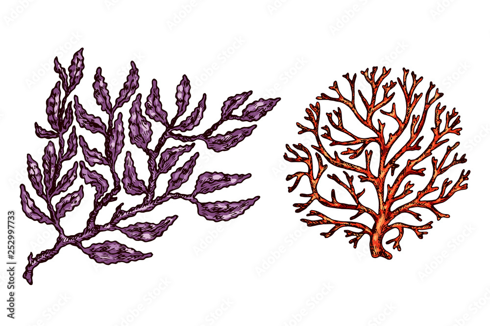 Obraz Seaweed isolated vector color sketch icon. Underwater flora, sea water seaweeds aquarium kelp and corals. Hand drawn design element for label, poster and restaurant menu design.