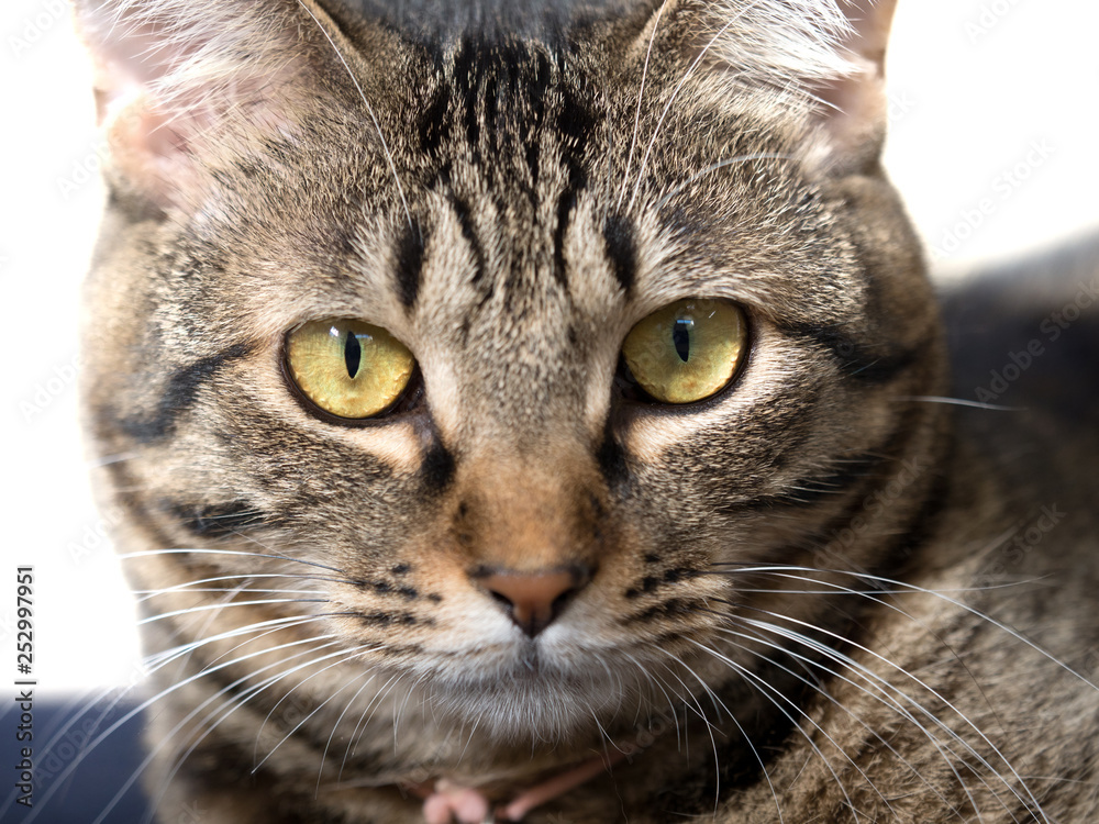 Fototapeta premium 飼い猫