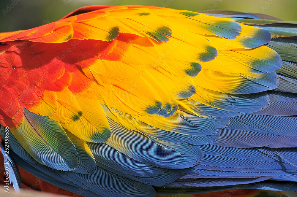Obraz premium Close up of colorful Scarlet Macaw (Ara macao) a large red, yellow, and blue South American parrot, Guatemala.