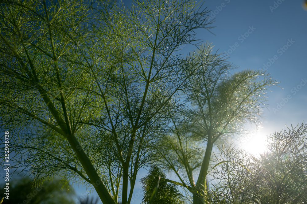 Obraz premium Closeup green plant