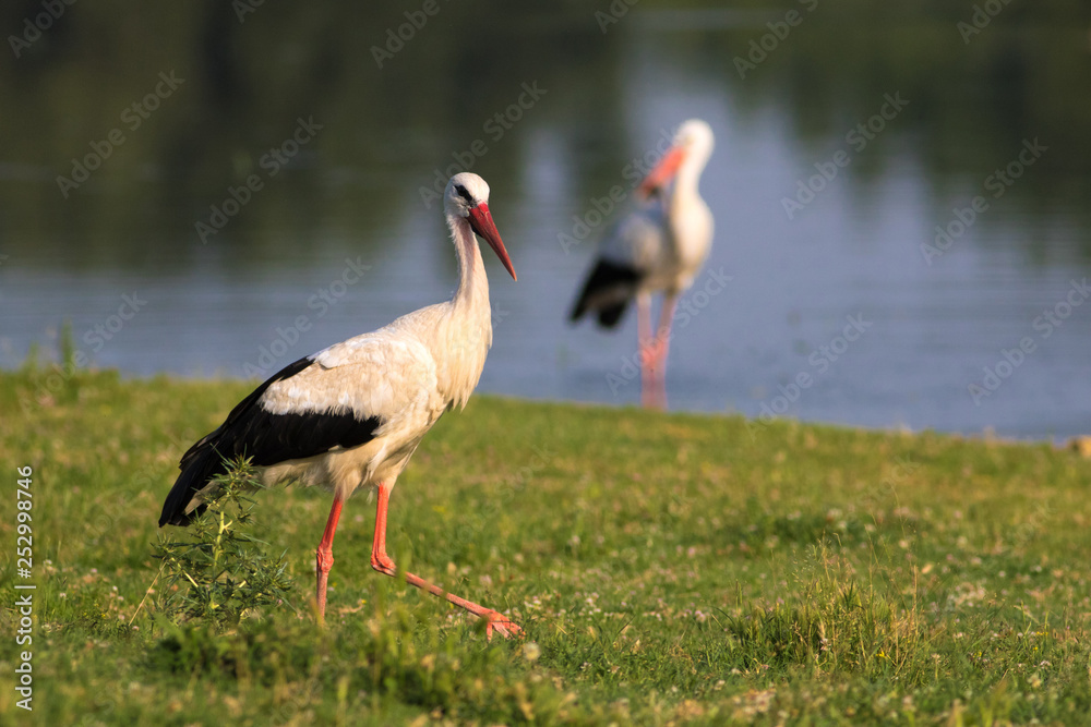 Two white storks hunting on the bog Two white storks hunting on the bog