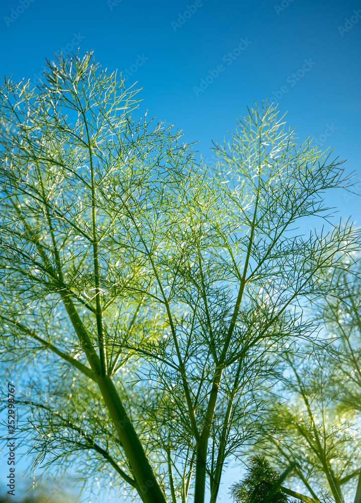 Fototapeta premium Closeup green plant
