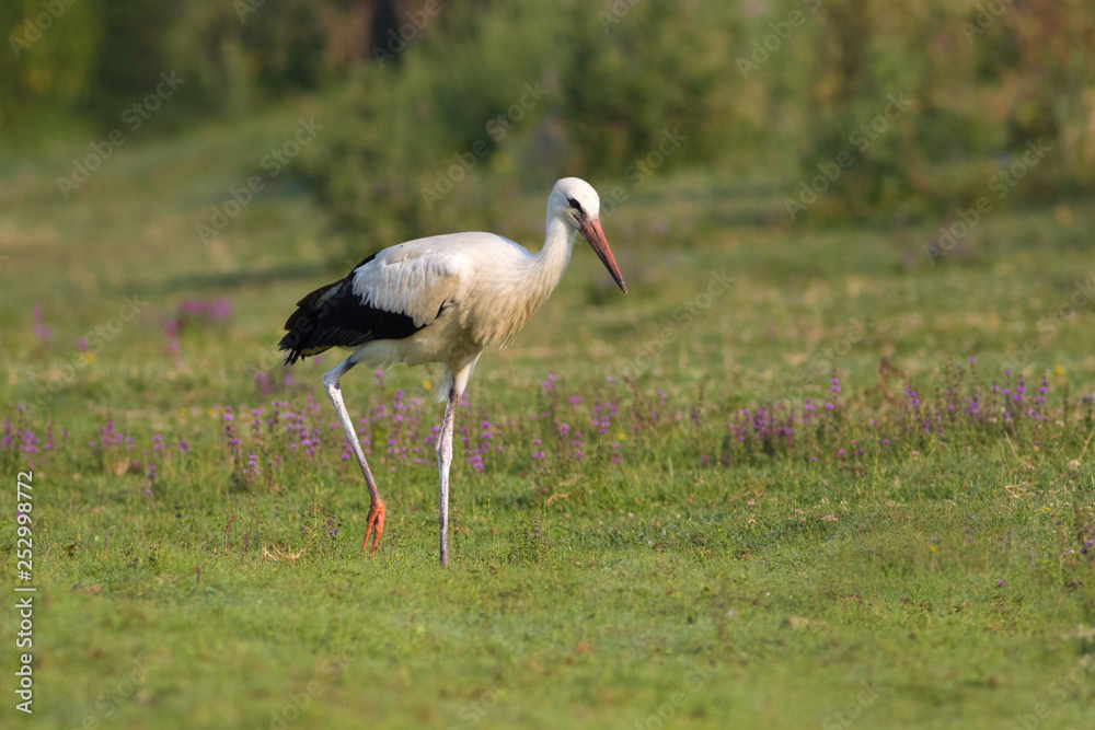 Fototapeta premium White Ciconia ciconia stork hunting