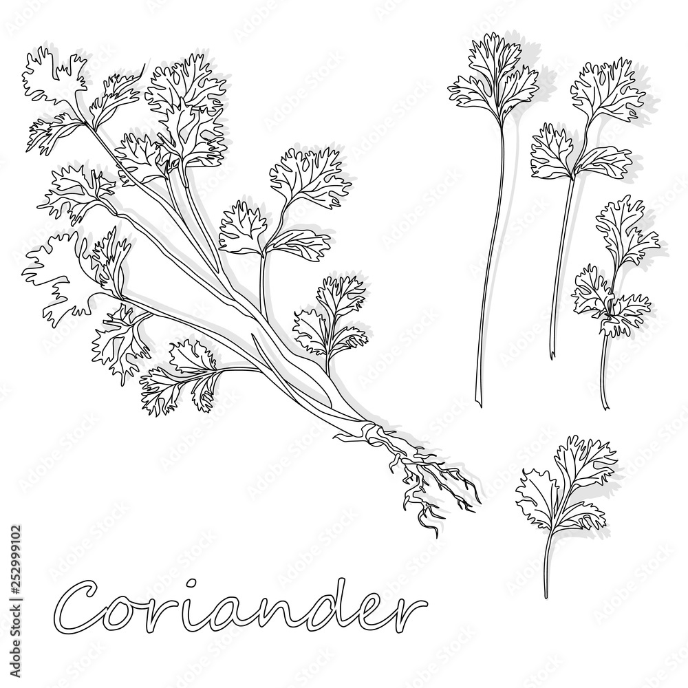 Fresh coriander or cilantro herb. Vector illustration isolated. Monochrome. - obrazy, fototapety, plakaty 