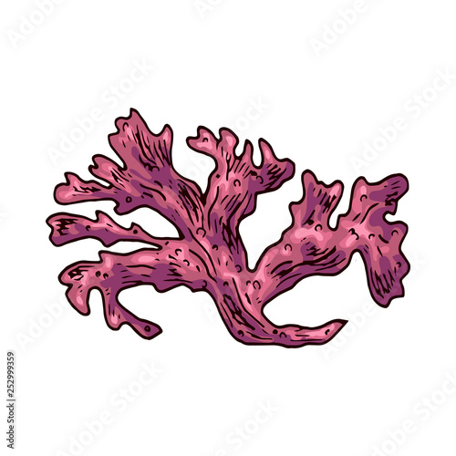 Seaweed isolated vector color sketch icon. Underwater flora, sea water seaweeds aquarium kelp and corals. Hand drawn design element for label, poster and restaurant menu design. 