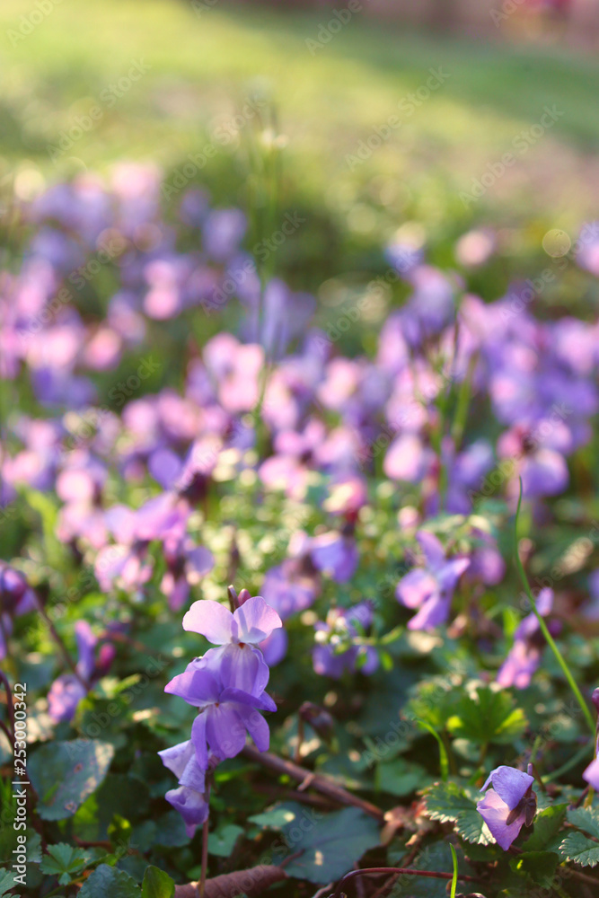 Naklejka premium Lawn with wild violets on a sunny day (Víola odoráta) 