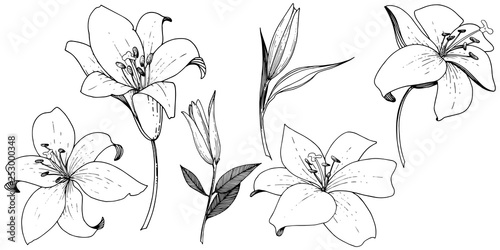 Vector Lily floral botanical flower. Black and white engraved ink art. Isolated lilies illustration element.