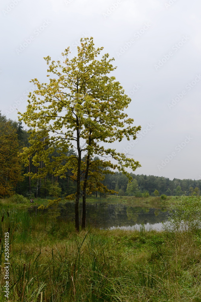 Obraz premium The Meshchersky pond in Park of Moscow