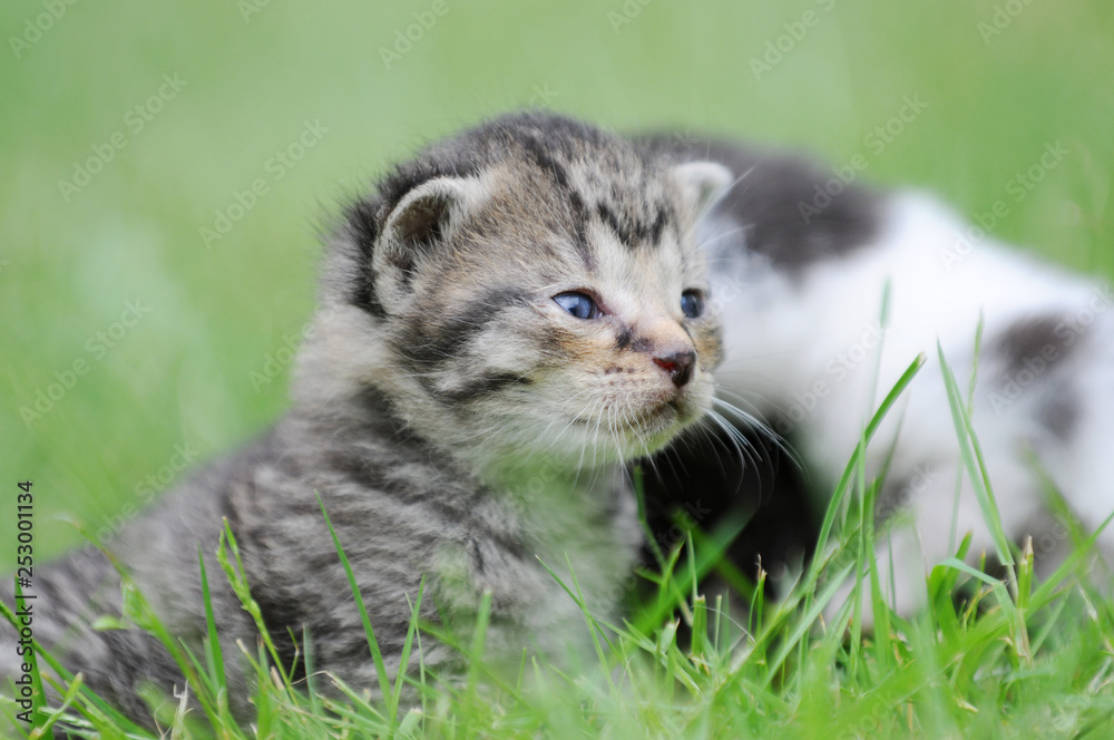 kitten sitting on meadow