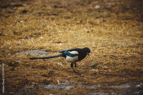 Magpie on the lawn