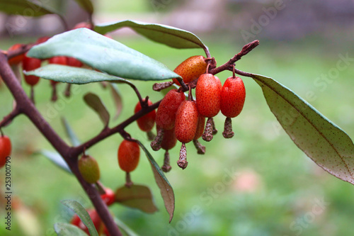 Fruits 