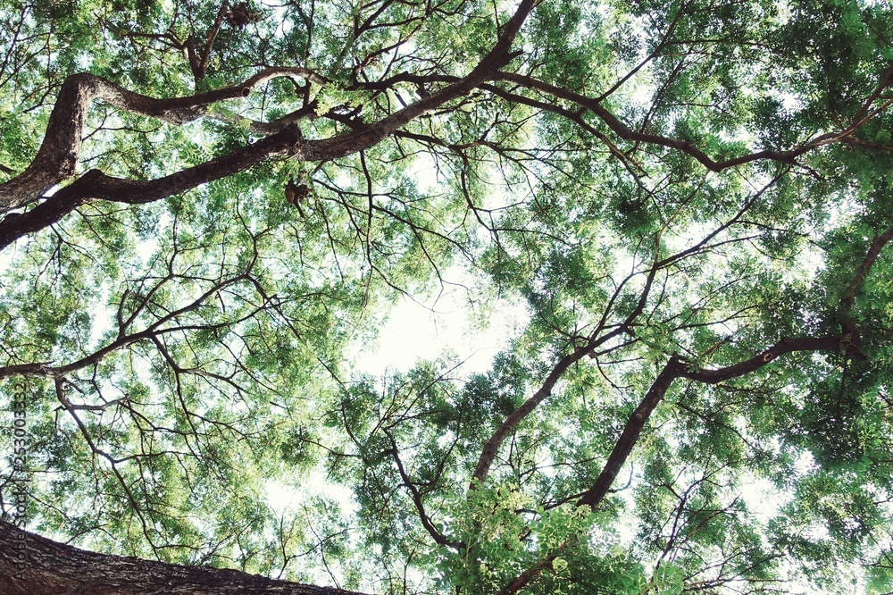 Fototapeta premium Naturally green tree with branch and twig with clear sky background, shotted from low angle - with copy space