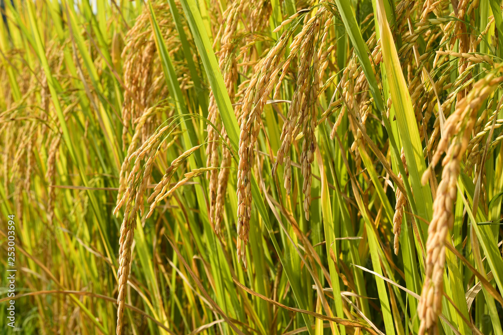 close up of ripening rice in a paddy field close up of ripening rice in a paddy field