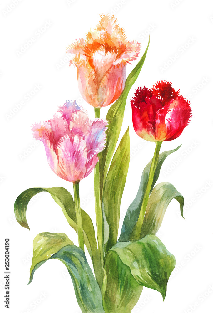Unusual watercolor tulips. Bright flowers with needle or terry edges isolated on white