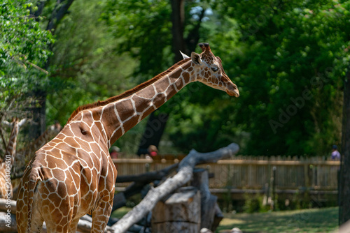 Photography giraffe