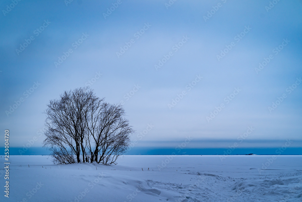 Bush without leaves in winter on a desert area Bush without leaves in winter on a desert area