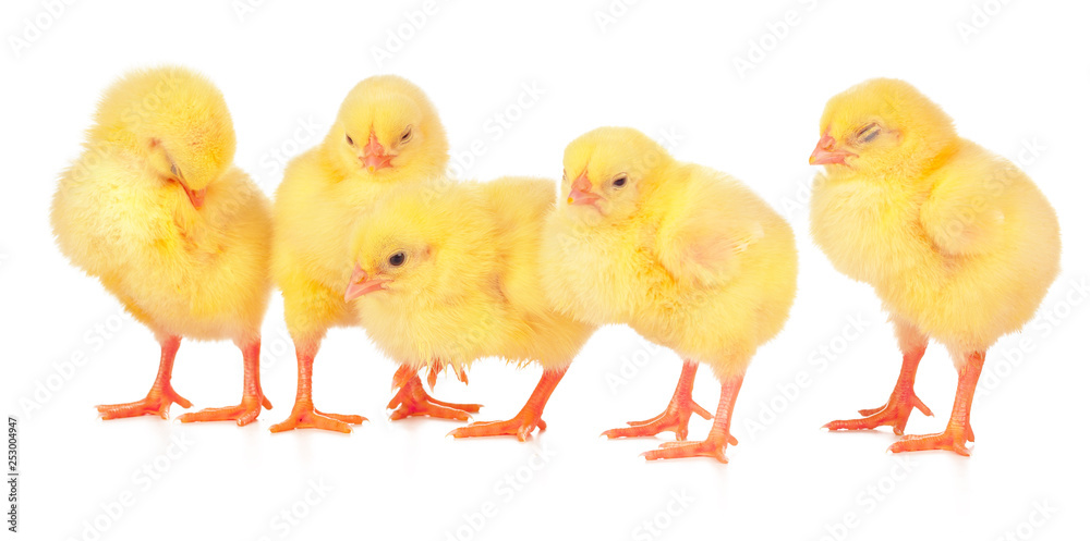 chicks in front of white background. chicks in front of white background.