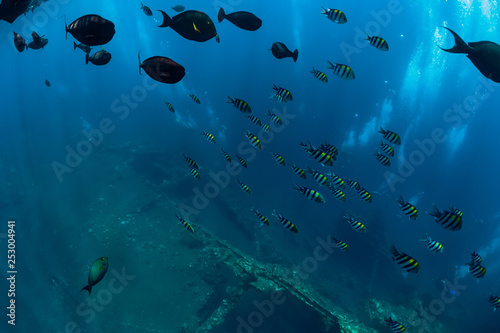 Underwater blue ocean with tropical fish and ship wreck in Bali © artifirsov