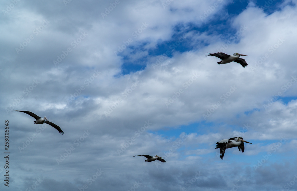 Flight of the birds. Flight of the birds.