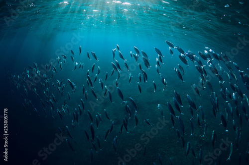 Underwater world with school in blue ocean and sun light