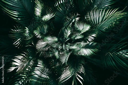 Vertical garden with tropical green leaf, Dark tone