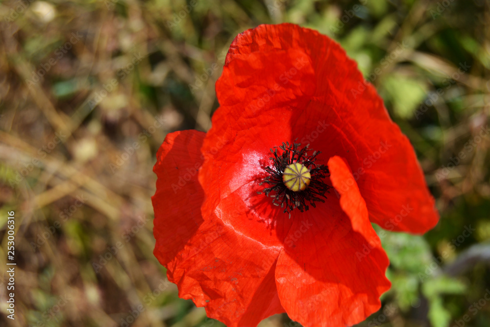Red flower
