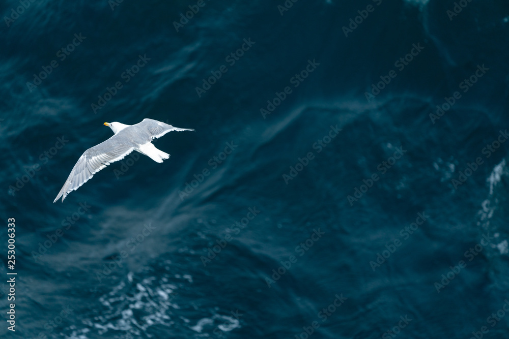 Naklejka premium ocean bird
