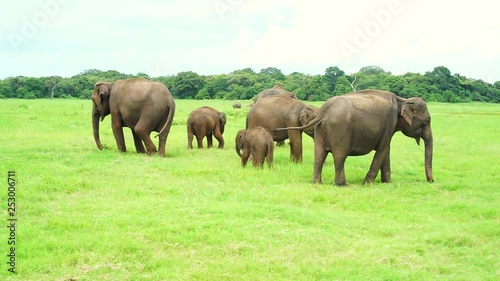 Elephants in Kaudulla national park, Sri Lanka photo
