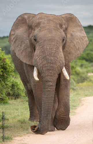 African Elephant Bull or Male