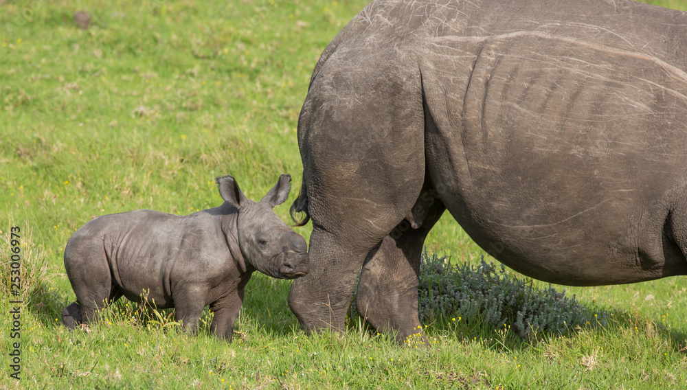 Fototapeta premium Small Baby White Rhino