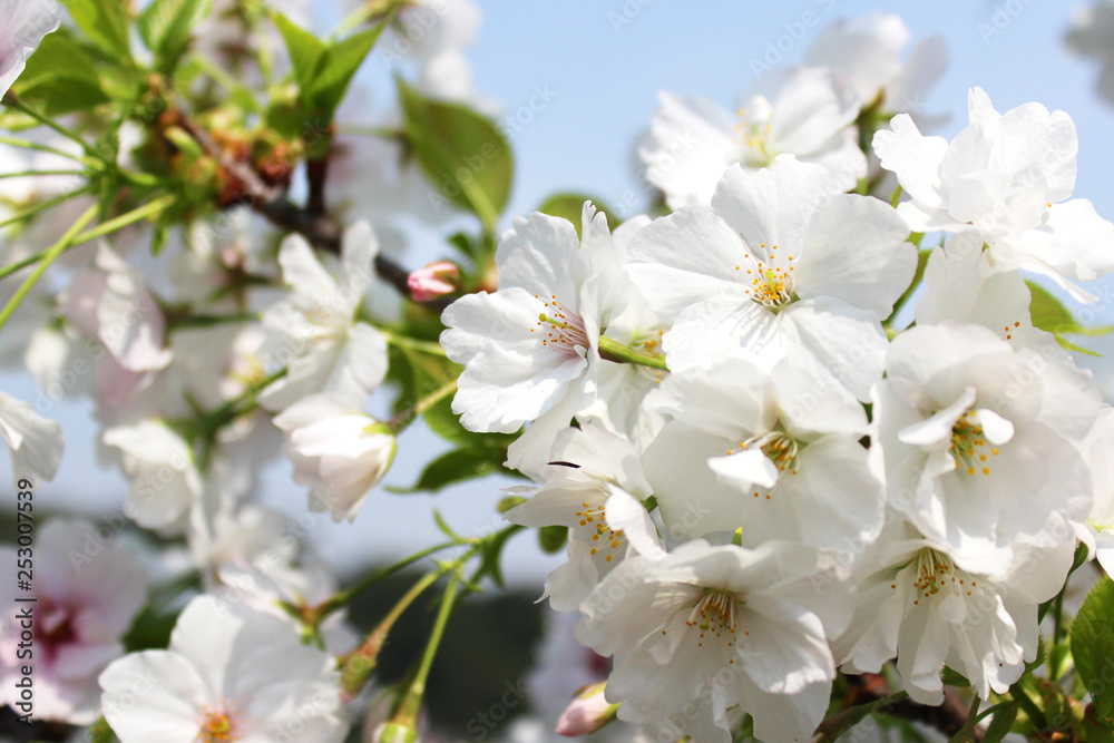 Obraz premium 満開の桜の花