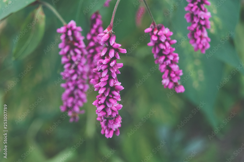 Fototapeta premium Pink spring flowers on a soft green background