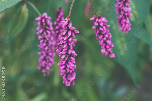 Pink spring flowers on a soft green background