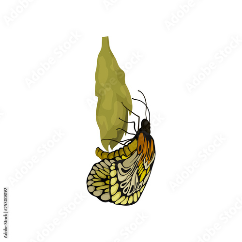 Flat vector of newly born butterfly on cocoon. Beautiful flying insect. Nature and botany theme