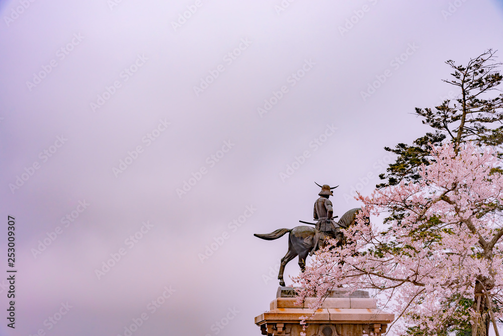 A statue of Masamune Date on horseback entering Sendai Castle in full bloom cherry blossom, Aobayama Park, Sendai, Miyagi, Japan