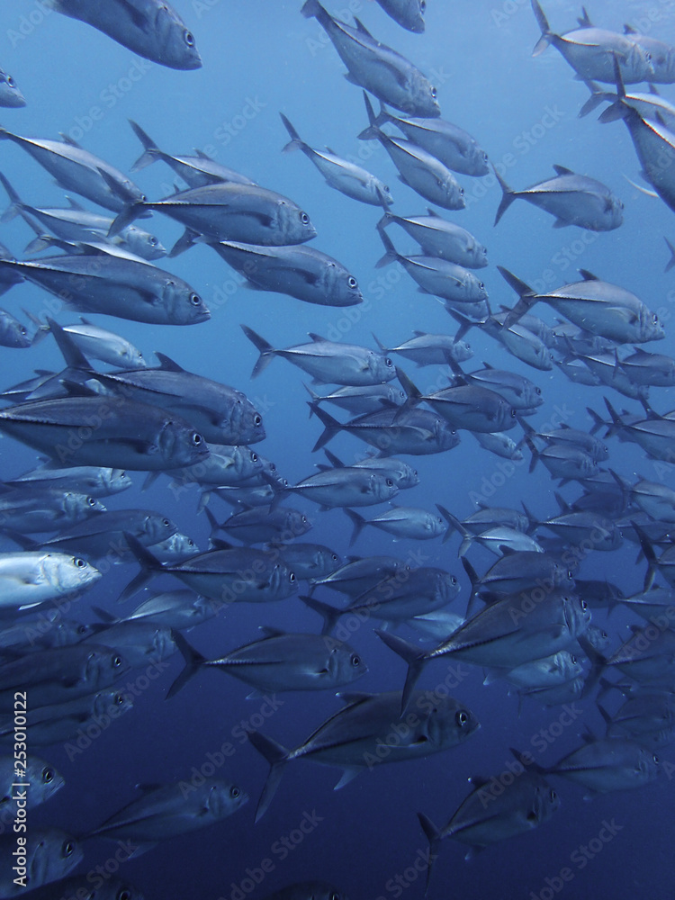 School of Jack fish in early morning dive onboard in Sabah, Borneo.