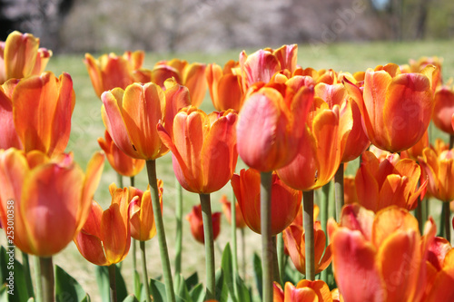 チューリップの花畑