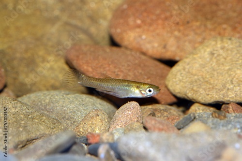 La gambusia  pez mosquito  eastern mosquitofish  Gambusia holbrooki   macho.