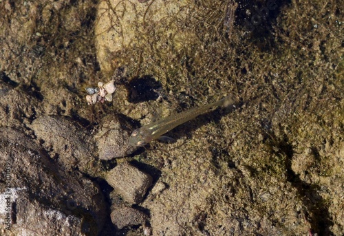 La gambusia, pez mosquito, eastern mosquitofish (Gambusia holbrooki) en el medio natural, en España. photo