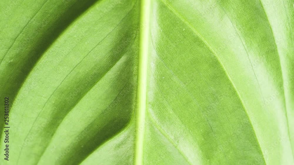 plant leaf structure close up