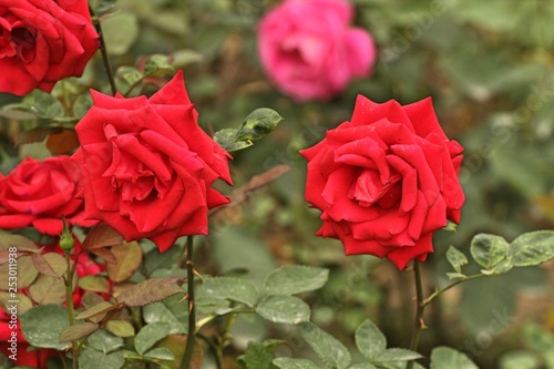 Macro shot of red and pink roses in garden with green plants in background