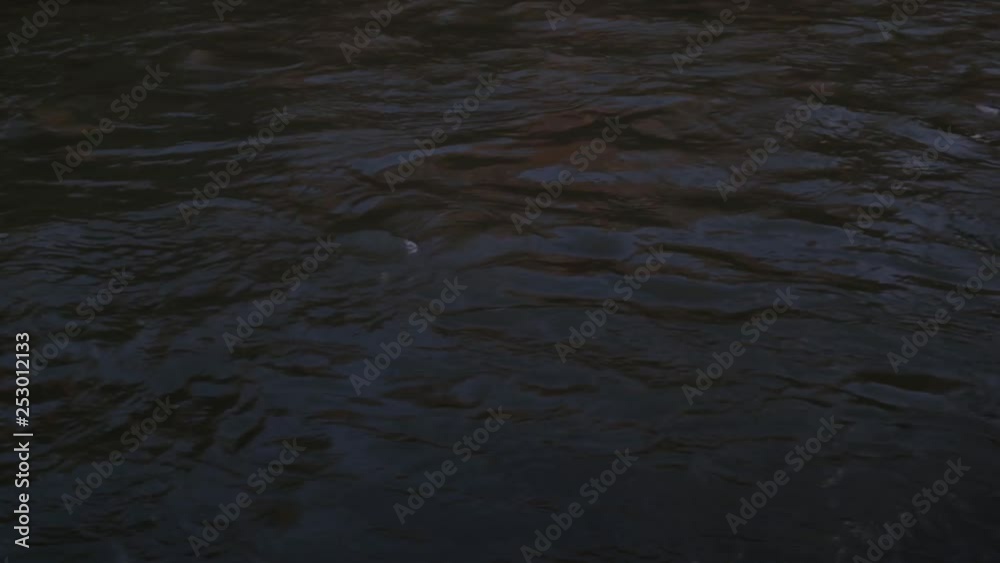 Vuelo de gaviotas sobre las aguas del río Tíber, Roma, Italia Vuelo de gaviotas sobre las aguas del río Tíber, Roma, Italia